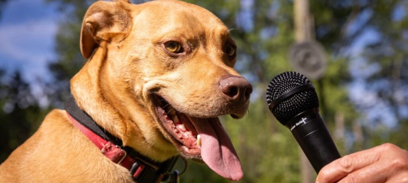 Новые ИИ-инструменты для расшифровки «речи» собак: как разработчики решают проблему нехватки данных