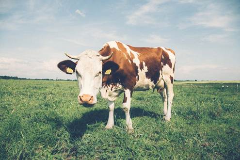 Готов ли рынок к переходу на электронные документы по продукции животноводства